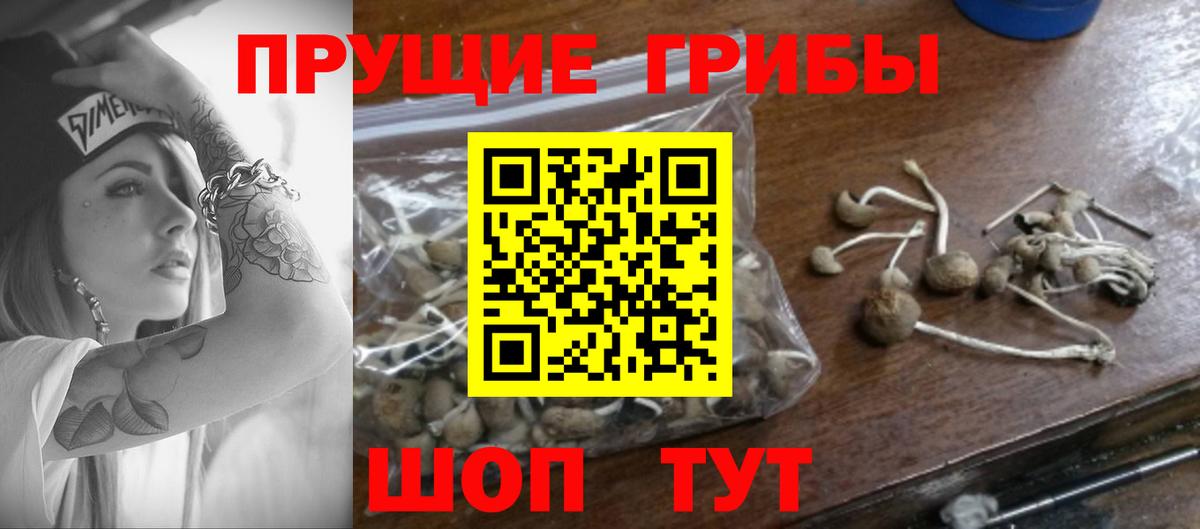 Псилоцибиновые грибы ЛСД Новоалександровск